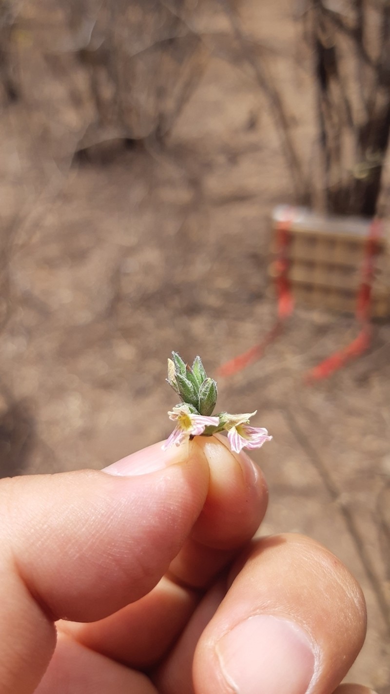 Holographis pallida photo 3