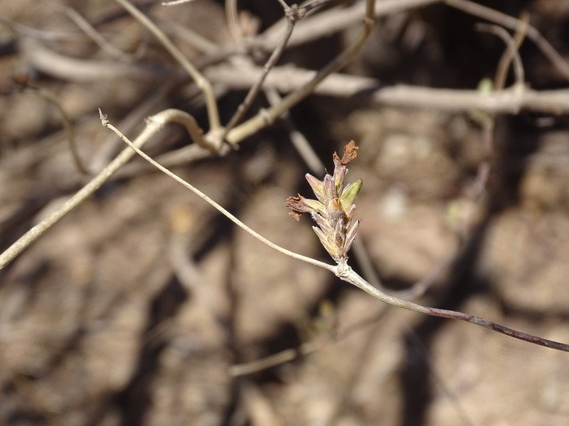 Holographis pallida photo 5