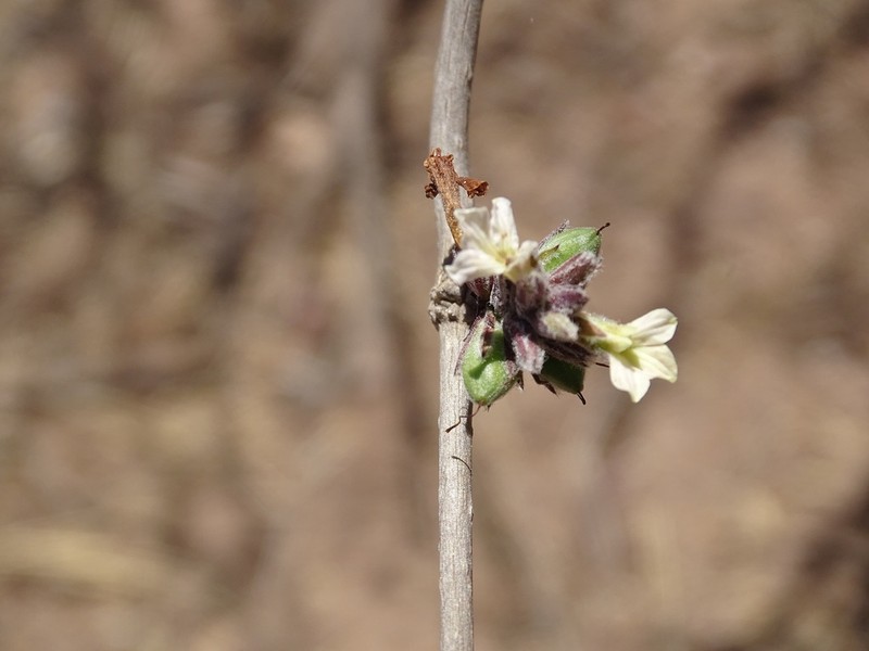 Holographis pallida photo 6