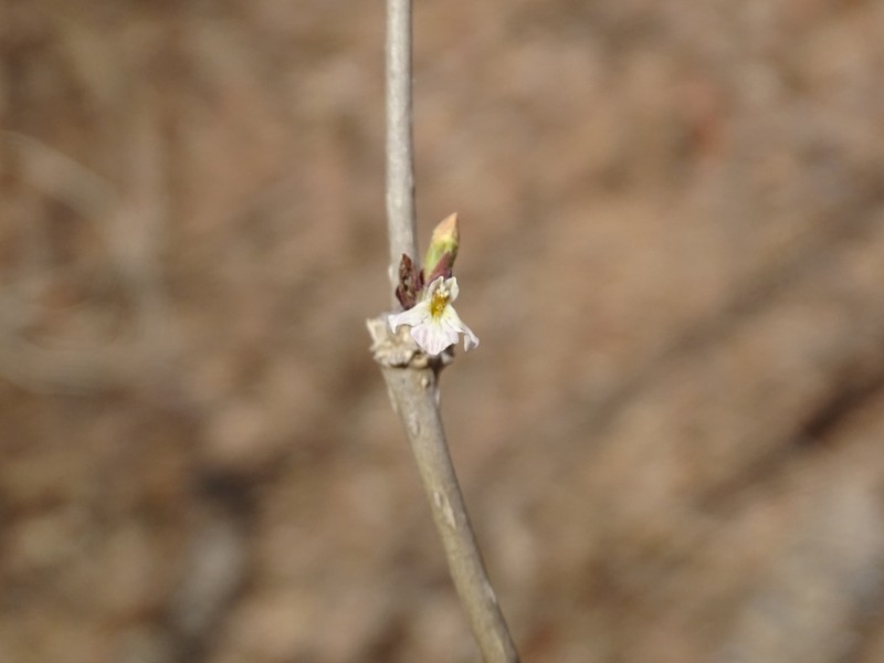 Holographis pallida photo 7