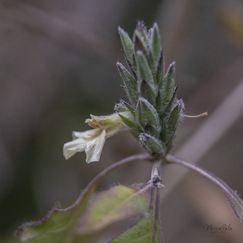 Holographis pallida photo 8
