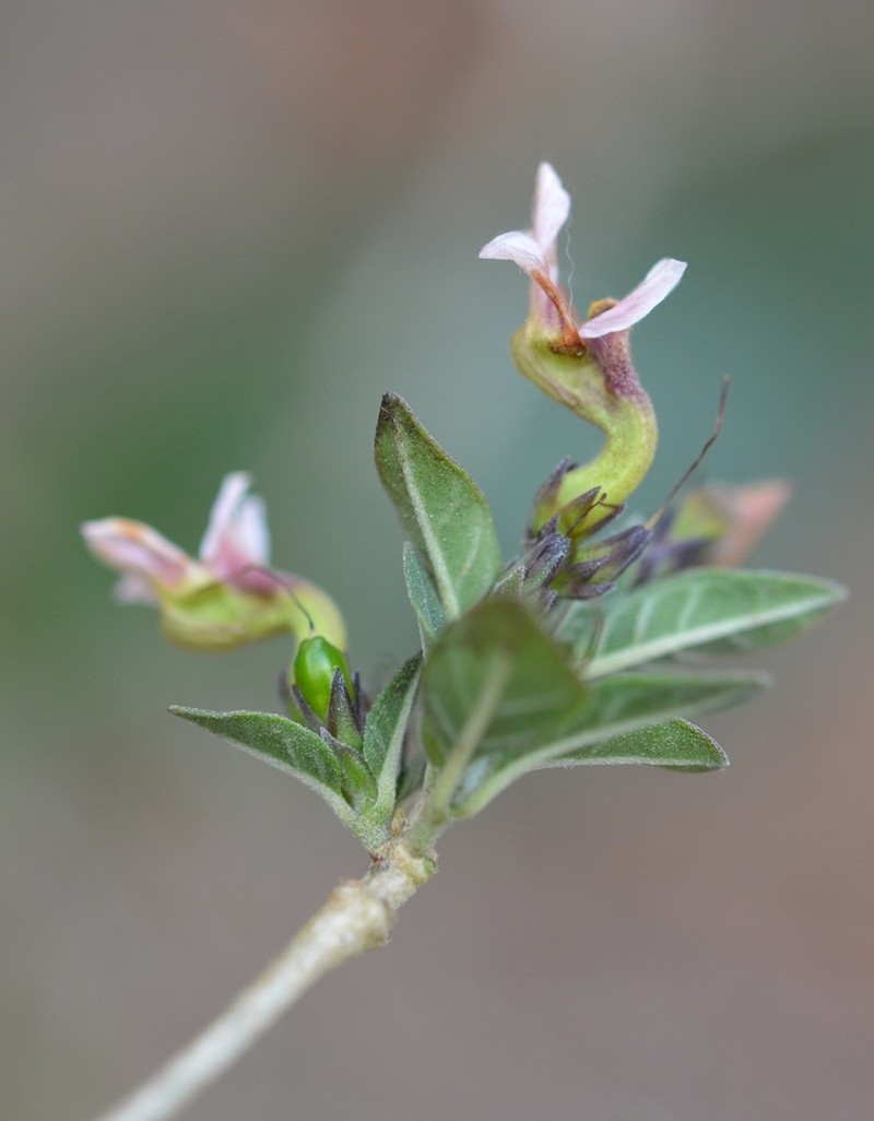Holographis parayana