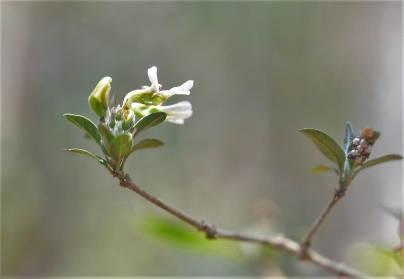 Holographis parayana photo 6