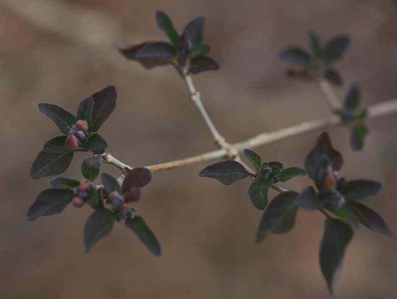 Holographis parayana photo 8