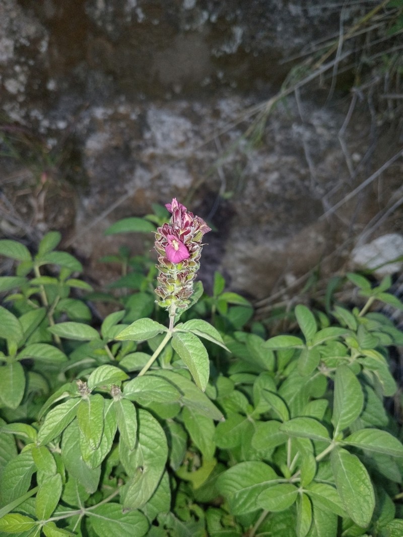 Holographis peloria