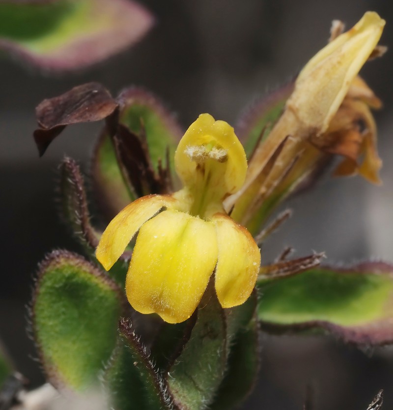 Holographis pueblensis photo 3