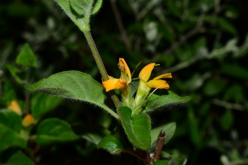 Holographis pueblensis photo 6