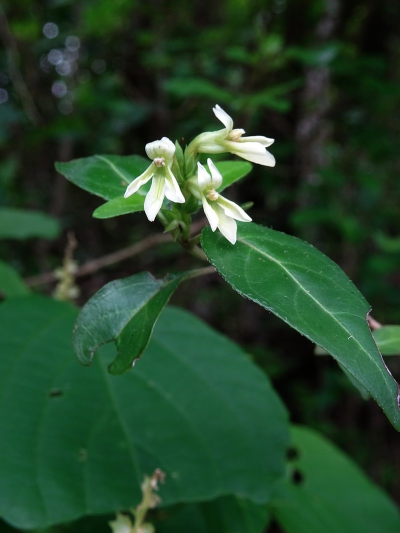 Holographis tamaulipica