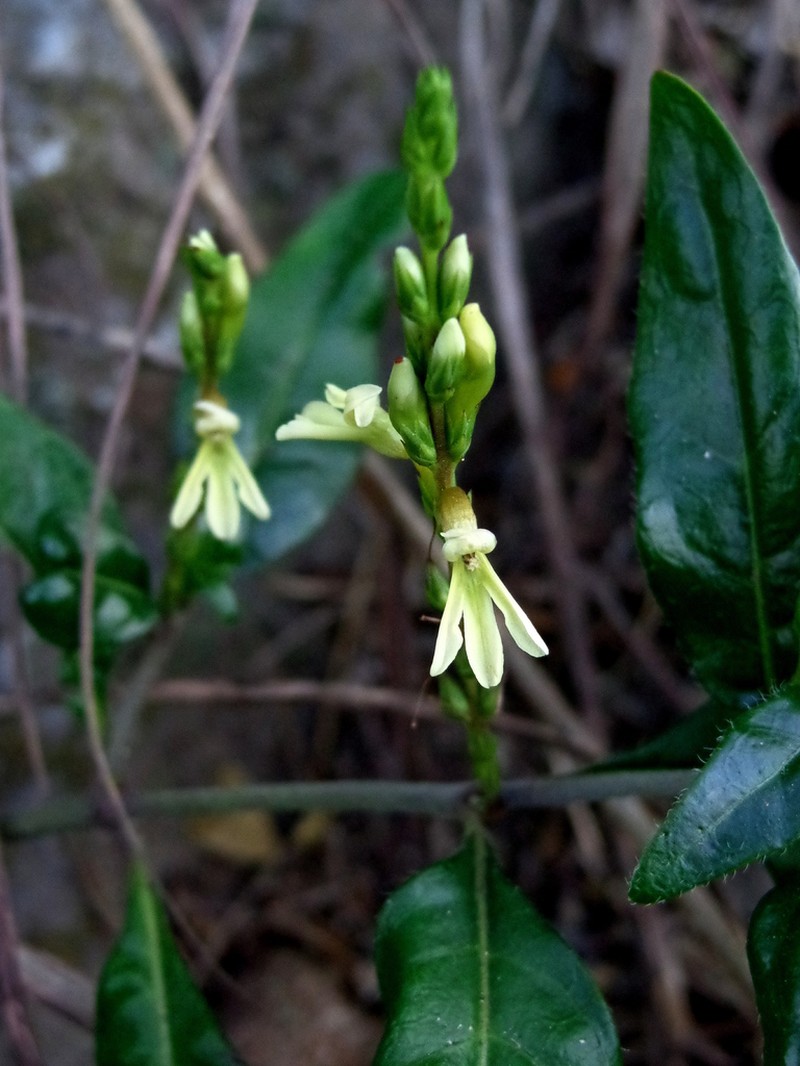 Holographis tamaulipica photo 2