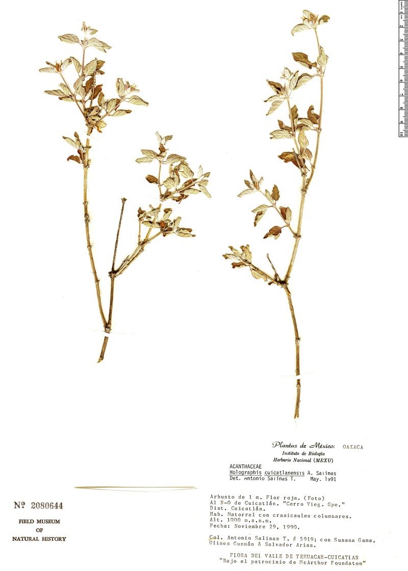 Holographis velutifolia