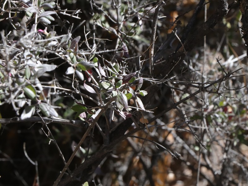 Holographis virgata subsp. glandulifera