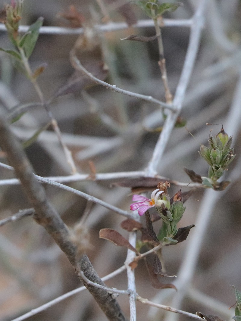 Holographis virgata subsp. glandulifera photo 2