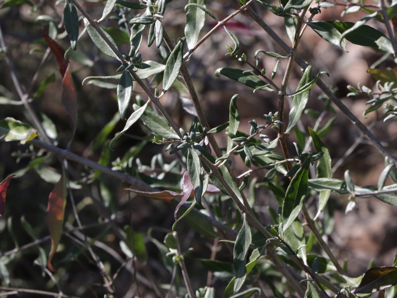 Holographis virgata subsp. glandulifera photo 3