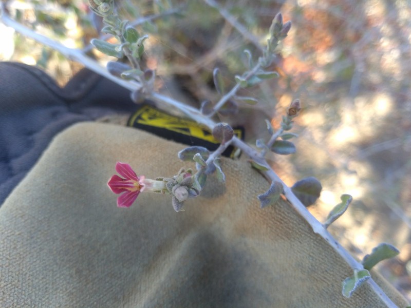Holographis virgata subsp. glandulifera photo 4