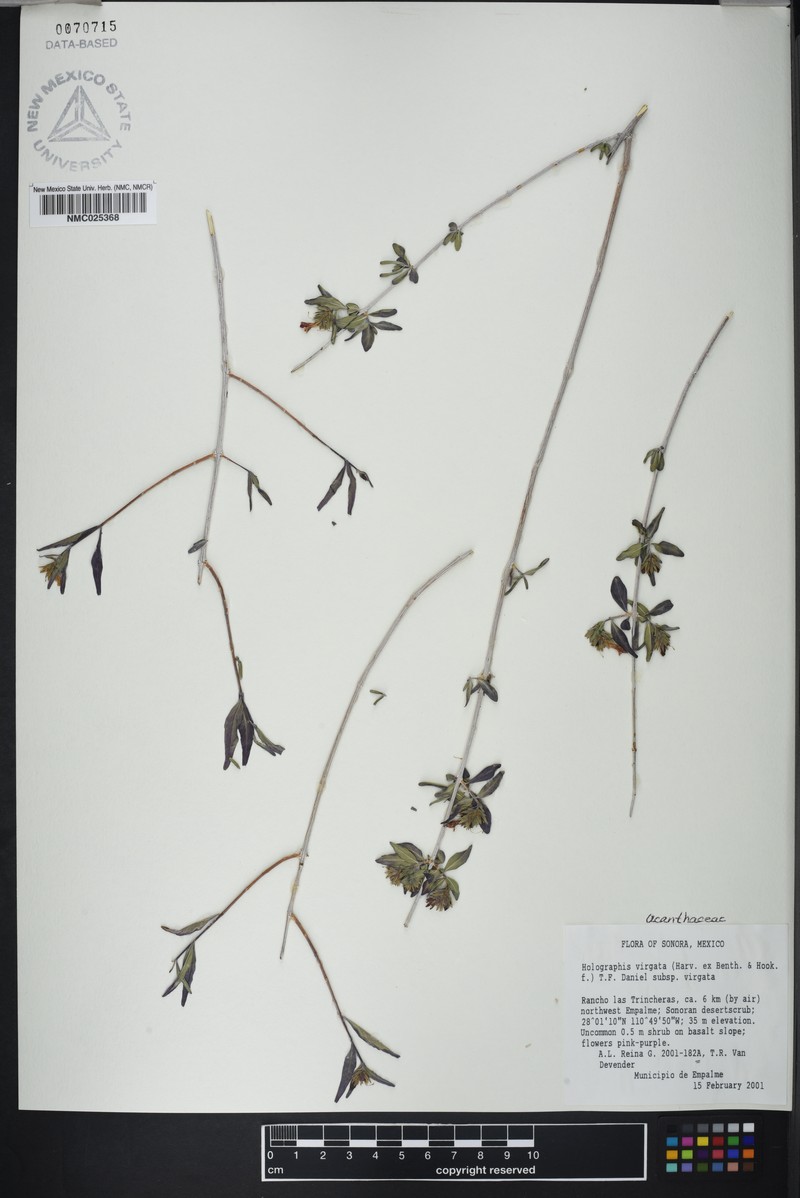 Holographis virgata subsp. virgata