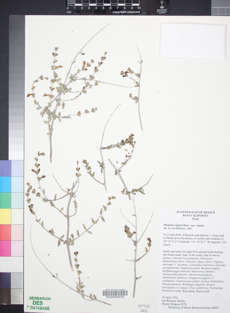 Holographis virgata subsp. virgata photo 2