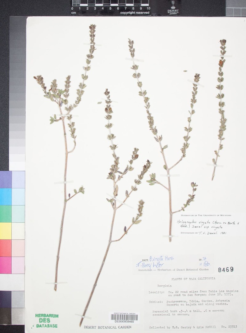 Holographis virgata subsp. virgata photo 3