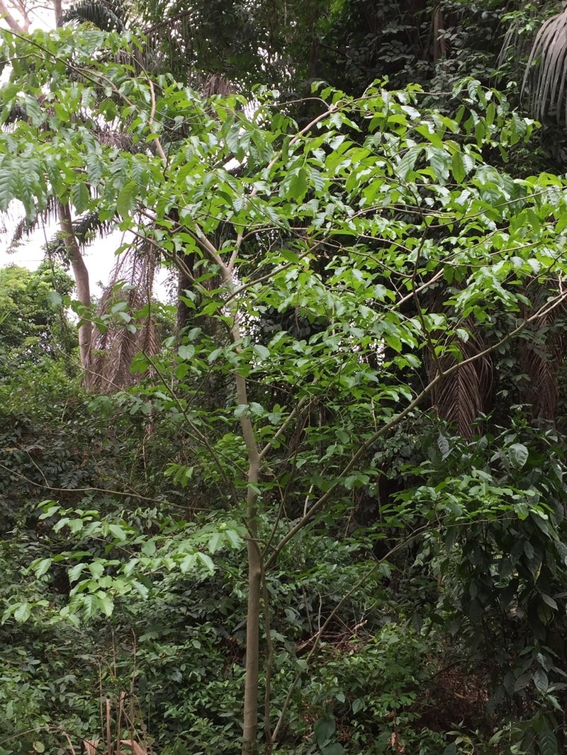 Holoptelea grandis photo 2