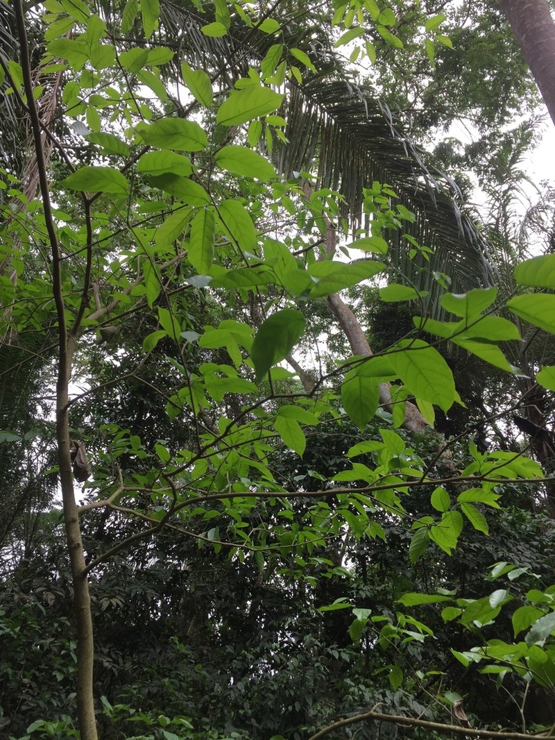 Holoptelea grandis photo 3