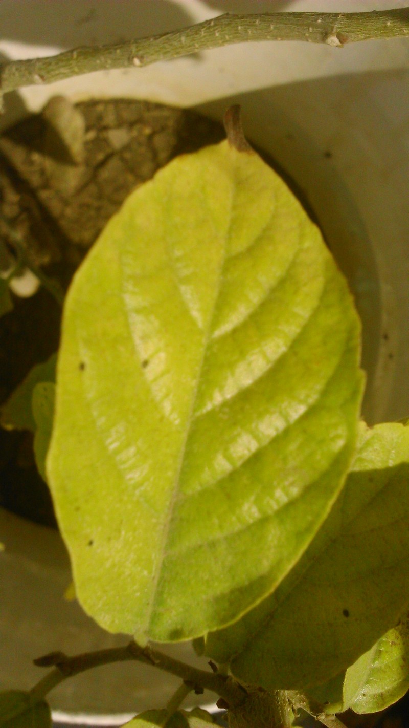 Holoptelea integrifolia