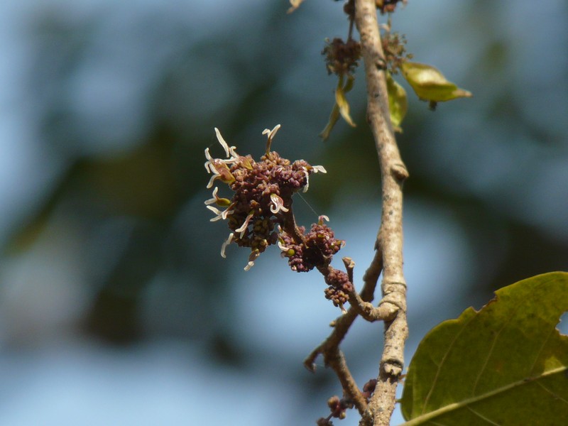 Holoptelea integrifolia photo 2