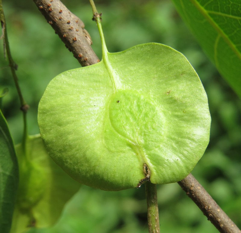 Holoptelea integrifolia photo 3
