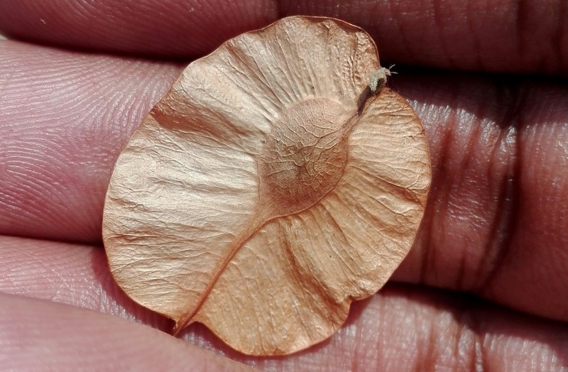 Holoptelea integrifolia photo 4