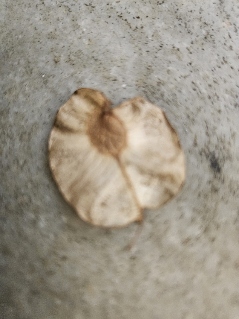 Holoptelea integrifolia photo 5