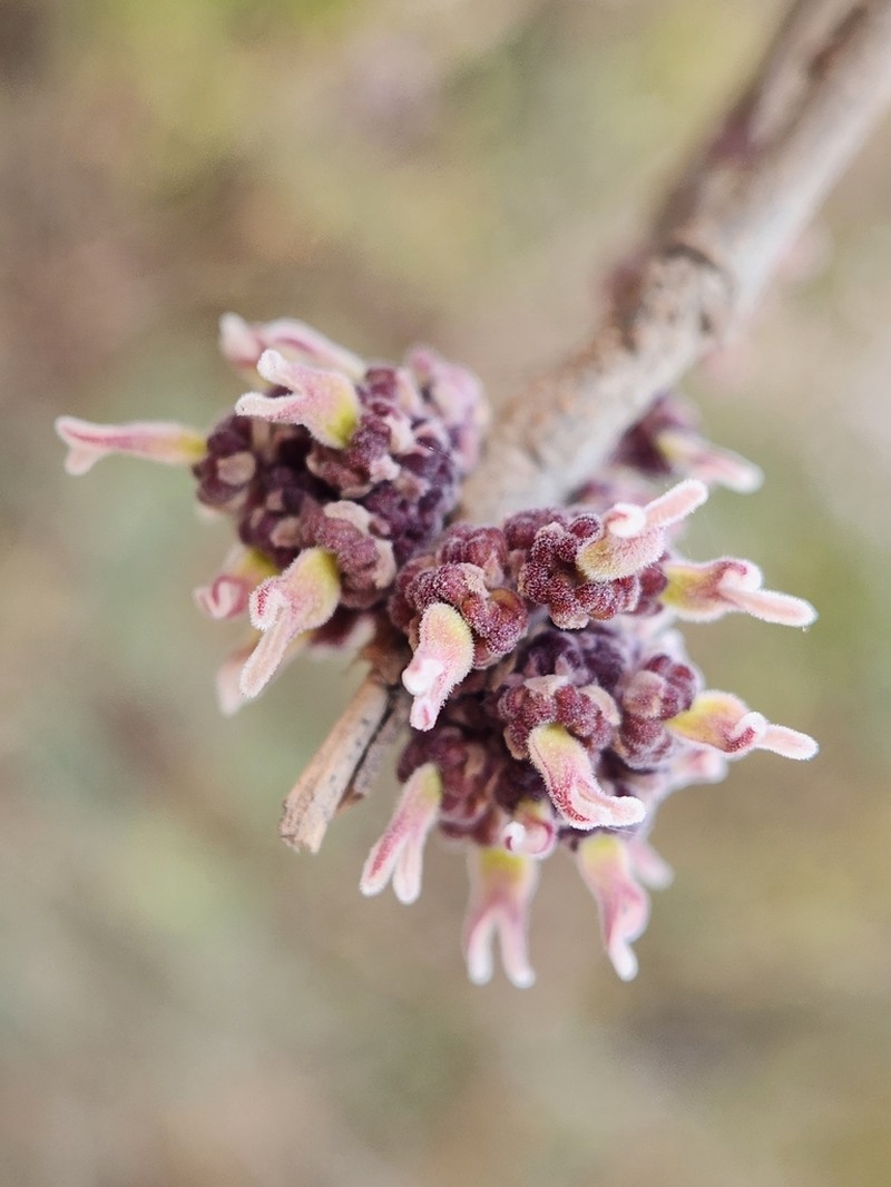 Holoptelea integrifolia photo 6