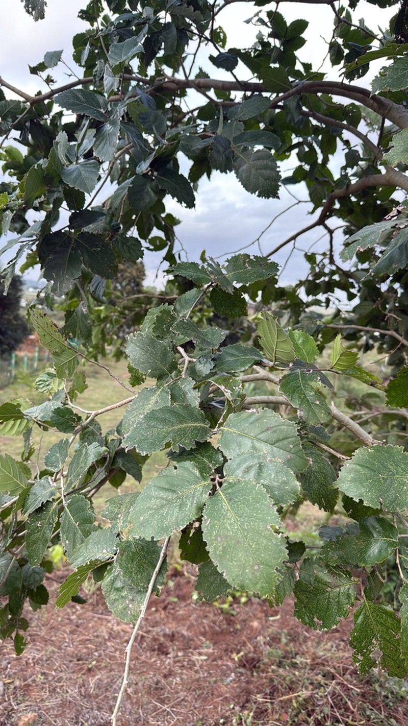 Holoptelea integrifolia photo 7
