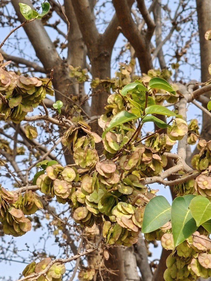 Holoptelea integrifolia photo 8