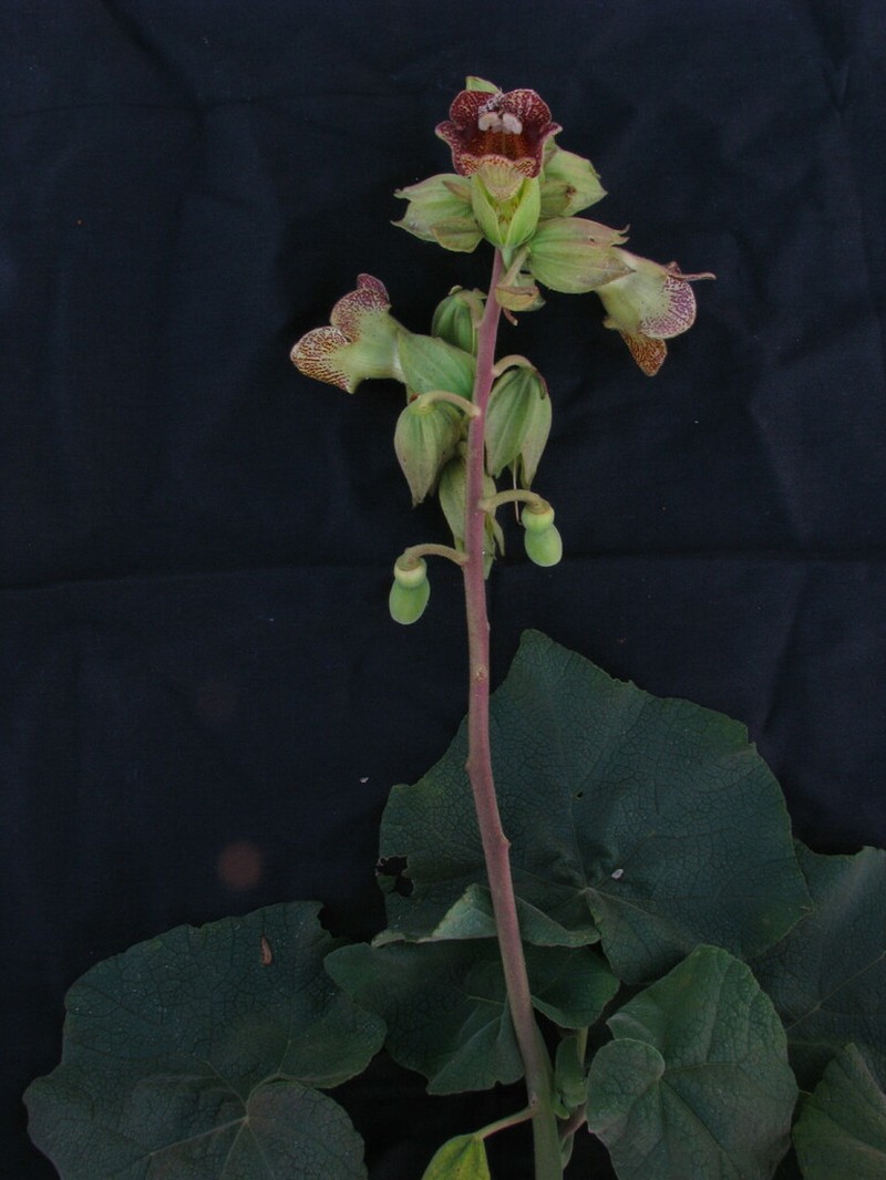 Holoregmia viscida