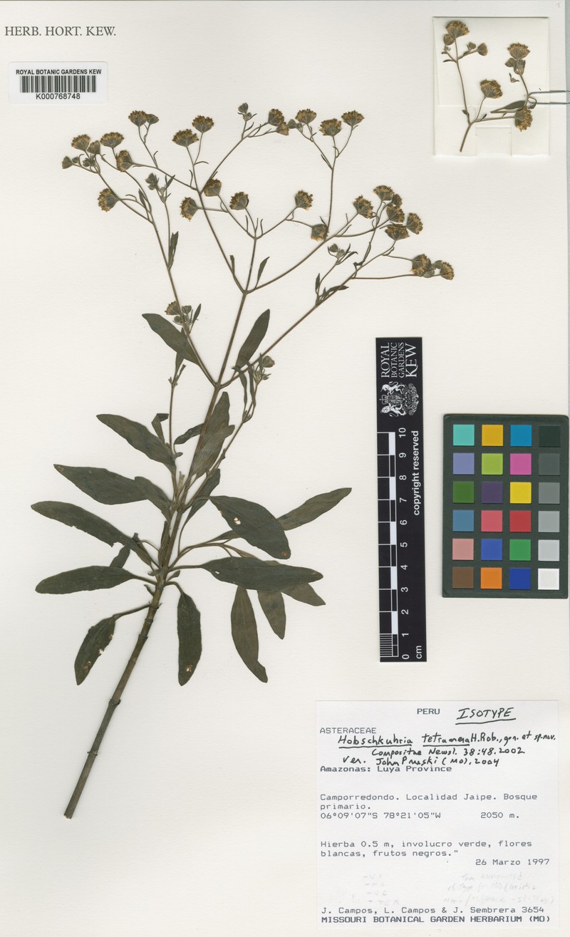 Holoschkuhria tetramera