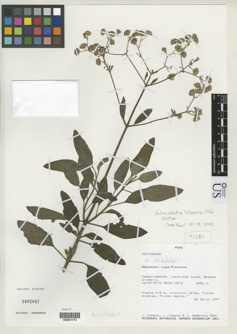 Holoschkuhria tetramera photo 2
