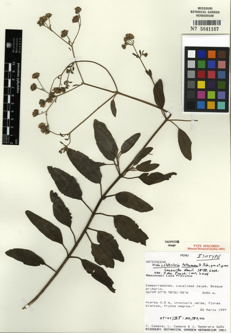 Holoschkuhria tetramera photo 3