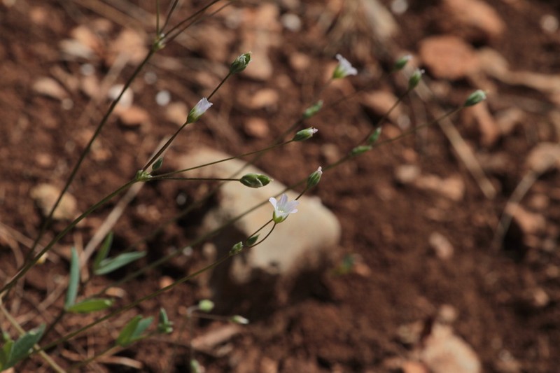 Holosteum marginatum
