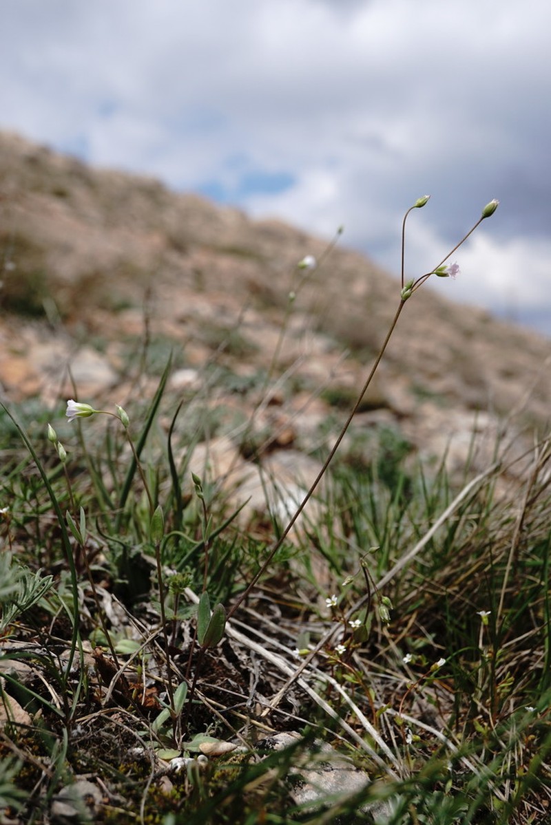 Holosteum marginatum photo 2