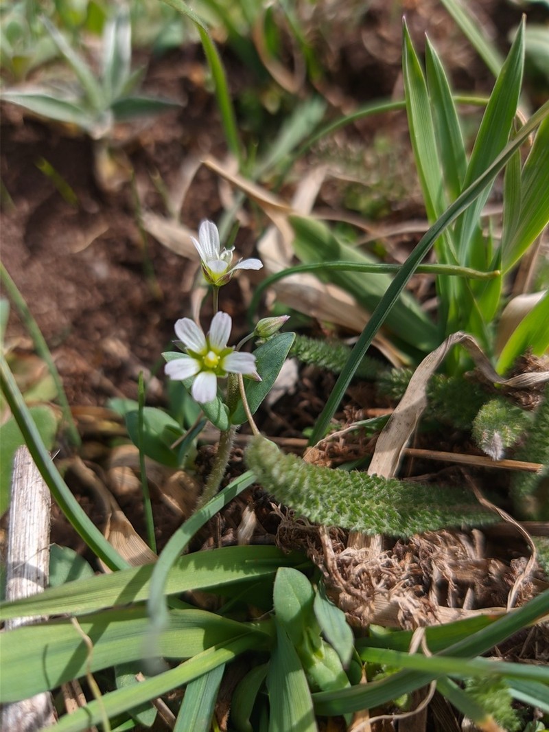 Holosteum marginatum photo 3