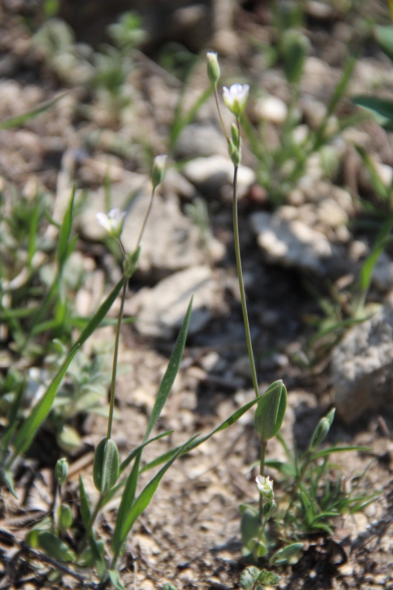 Holosteum marginatum photo 4
