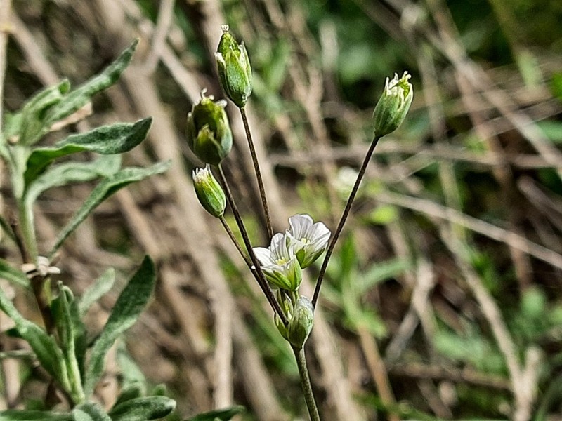Holosteum marginatum photo 5