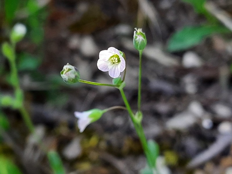 Holosteum marginatum photo 6