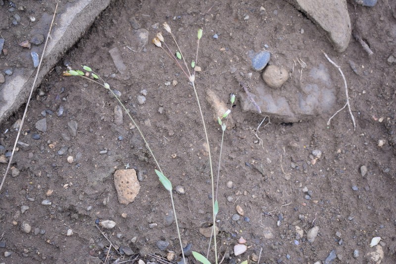 Holosteum marginatum photo 7
