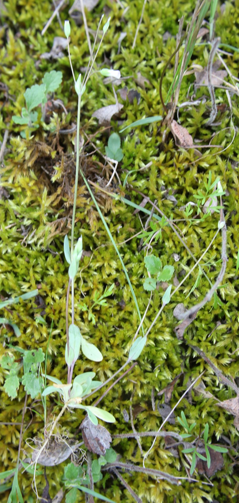 Holosteum marginatum photo 8