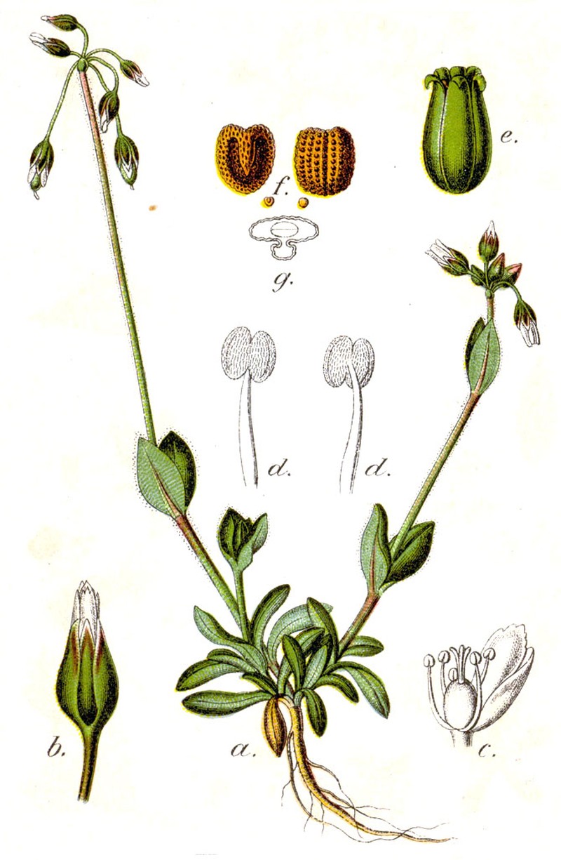 Jagged Chickweed