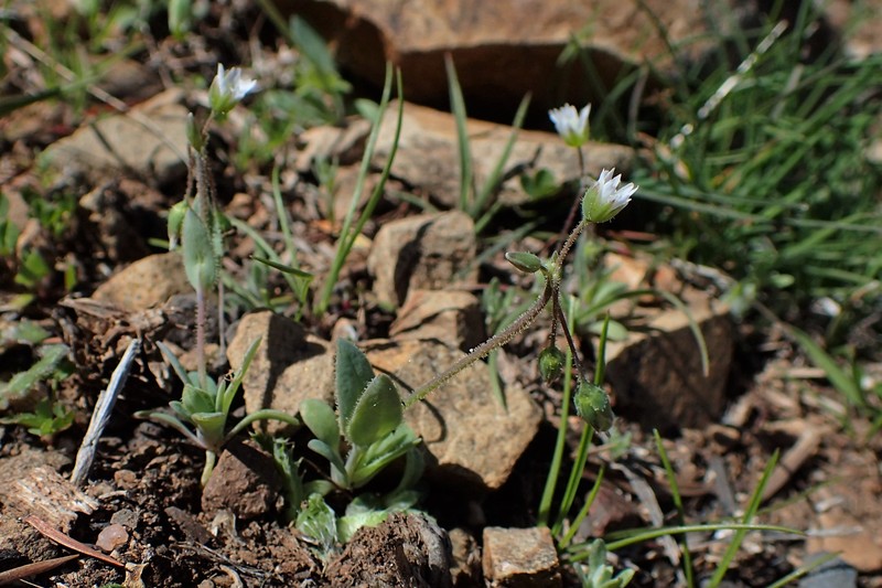 Jagged Chickweed photo 2