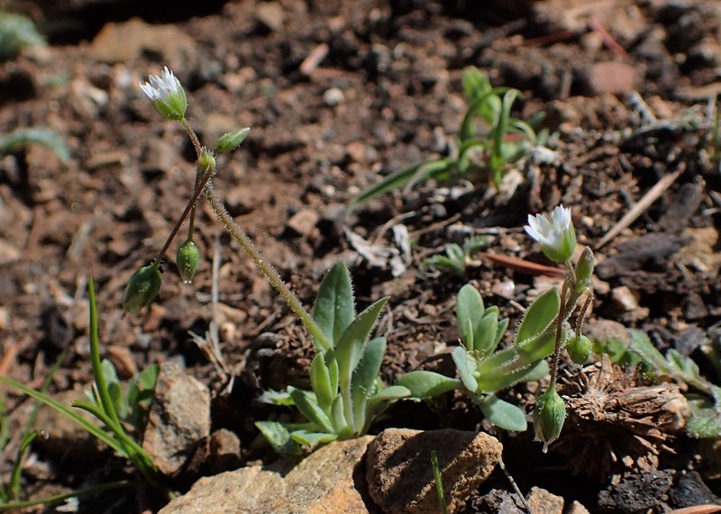 Jagged Chickweed photo 3