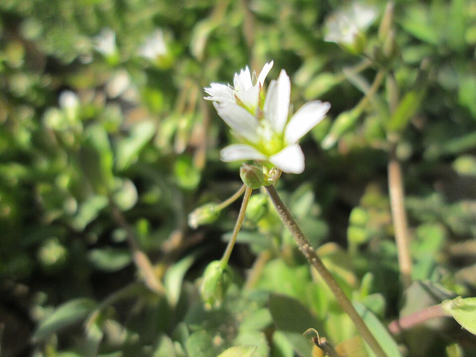Jagged Chickweed photo 4