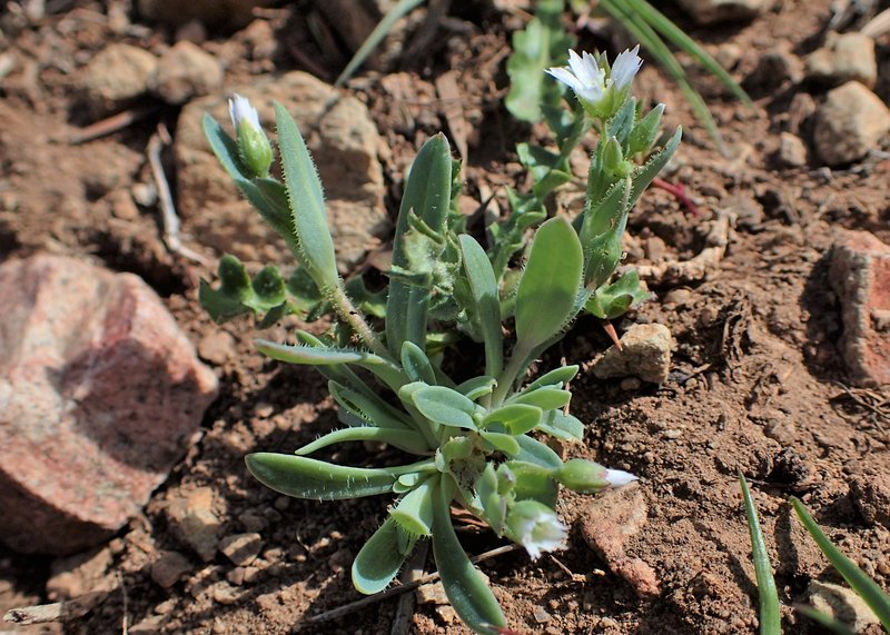 Jagged Chickweed photo 5