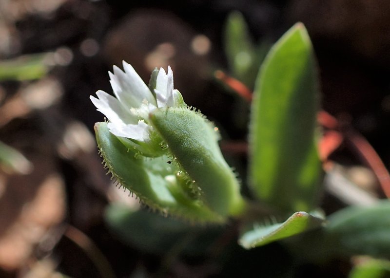 Jagged Chickweed photo 6