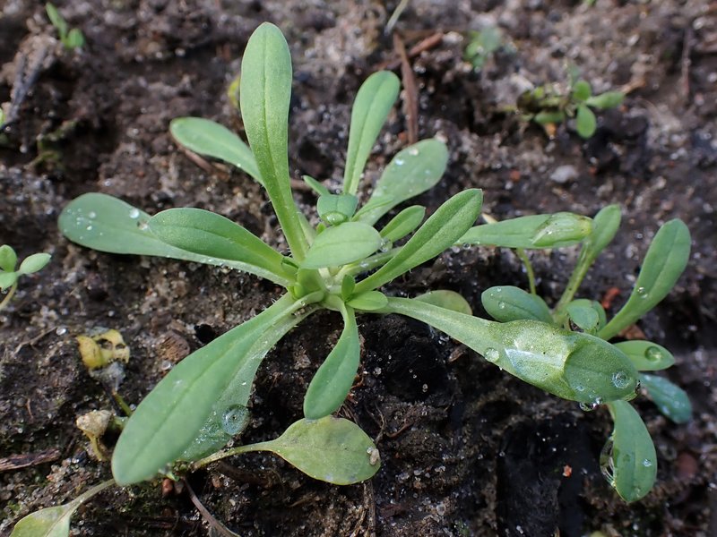 Jagged Chickweed photo 7